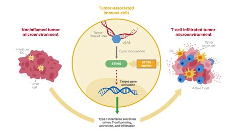 STING Agonist | InOncology – Boehringer Ingelheim