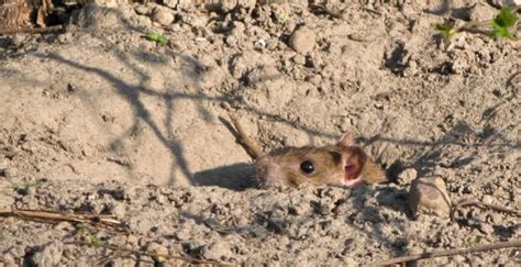 How to Fill Rat Holes in Garden Destroying Rat Burrows