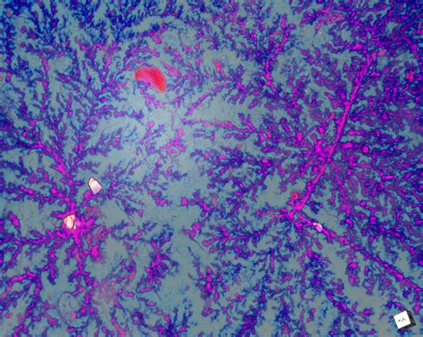 Neural circuits: computational, anatomical, and molecular approaches