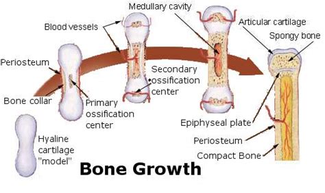 Ossification - Emedicodiary