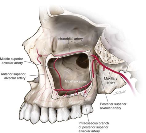 Maxillary Sinus Bone