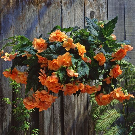 Amerihybrid Hanging Basket Tuberous Begonias Bright Mix| Mixed Color Trailing Form Tuberous ...