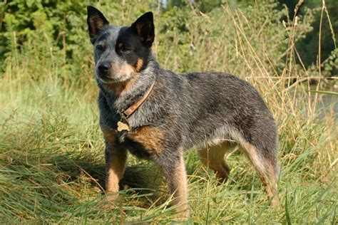 What You Need to Know about Training Blue Heeler Puppies > Puppy Toob Puppy Training Schedule ...