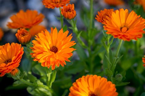 Selective focus photo of orange Calendula flowers HD wallpaper | Wallpaper Flare