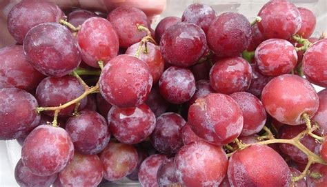 Australian table grape growers losing millions in potential extension of trade war - report