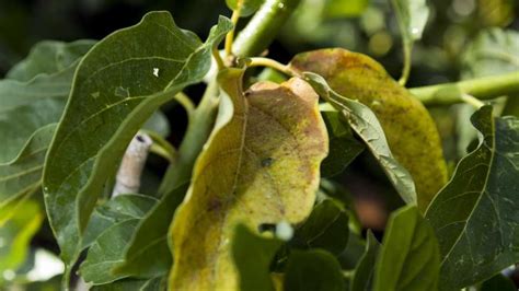 Avocado Tree Killer On The Move In Florida - Growing Produce