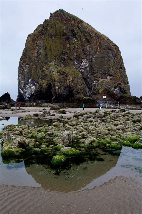 Super low tides allow beachgoers to walk all the way around Haystack ...