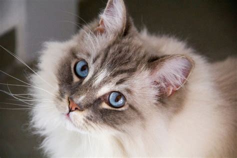 Ragdoll Cat Personality: 12 Characteristics That Make Them Even Cuter I Discerning Cat