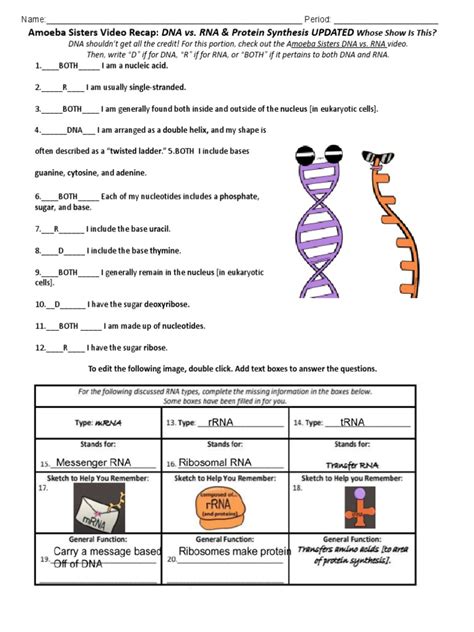 Video Recap DNA Vs RNA Amoeba Sisters | PDF