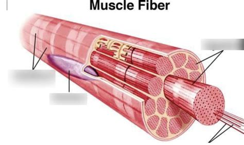 Muscle Fiber Diagram | Quizlet