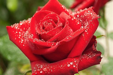 Roses... - Beautiful Nature Photo (23423227) - Fanpop