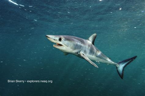 New England Aquarium News and Updates: Sharks: Op-Ed from Aquarium ...