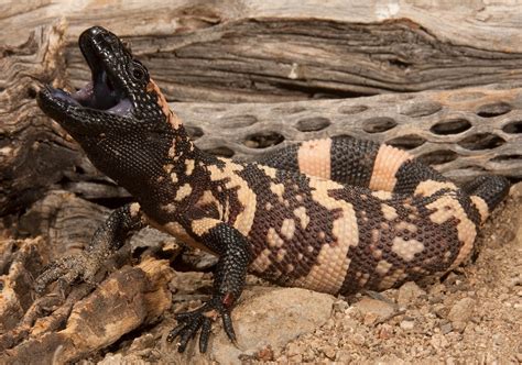 Reptile exhibit on display at Museum of the Rockies | Explore Big Sky