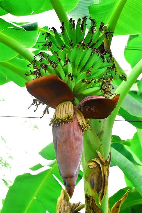 Banana heart stock photo. Image of background, concept - 14509564