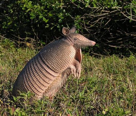 Giant armadillo - Alchetron, The Free Social Encyclopedia