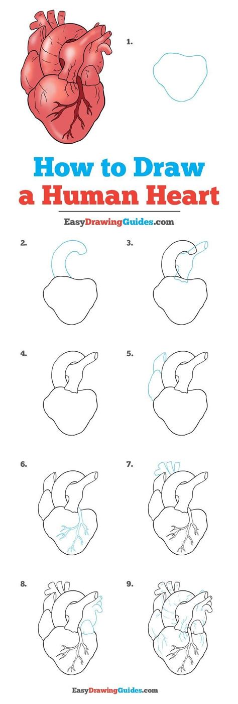 Learn How to Draw a Real Heart: Easy Step-by-Step Drawing Tutorial for ...