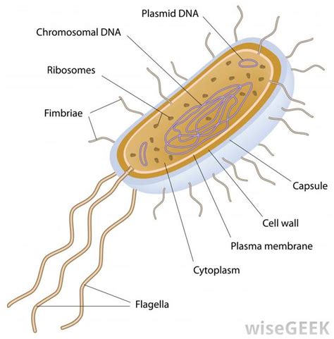 What is a Unicellular Organism? (with pictures) | Cells worksheet, Study biology, Biology worksheet