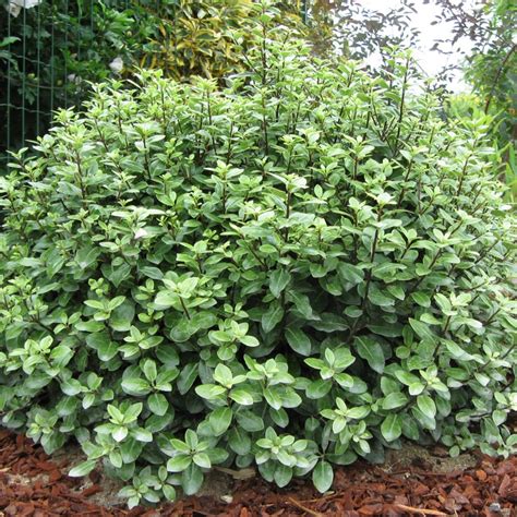 Pittosporum Golf Ball - Plants for Spaces