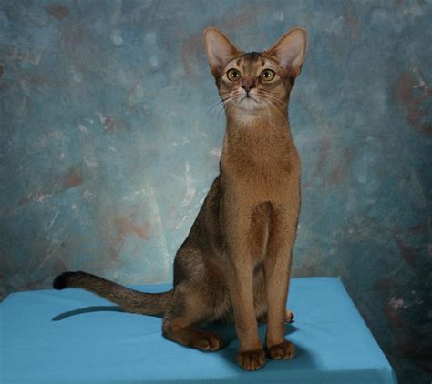 Encyclopedia of Cats Breed: Ruddy Abyssinian Cat | Tawny or Usual