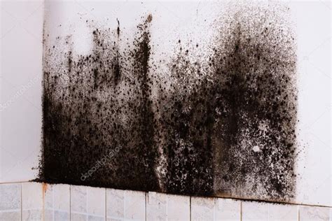 Black mold in house. Stock Photo by ©cegli.o2.pl 97068822