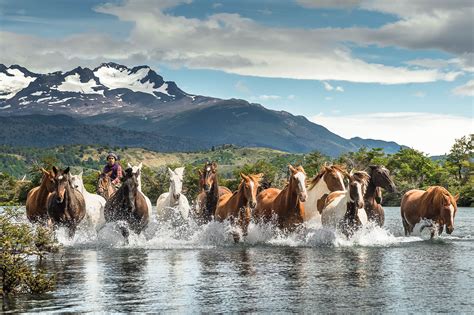 Patagonia Wildlife | Olga FineArts Photography | Fine Art Prints | Stock Images, Nature ...