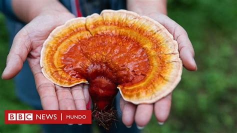 Qué son los hongos medicinales y qué beneficios tienen realmente para la salud - BBC News Mundo