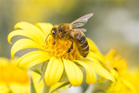 All We Are Saying is Give Honeybees a Chance! - Manuka Honey USA