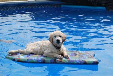 Cute Golden Retriever Puppy Pool HD Wallpaper by louisefy2