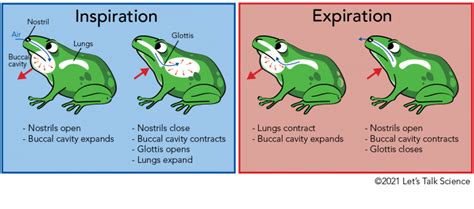 Reptiles Respiratory System