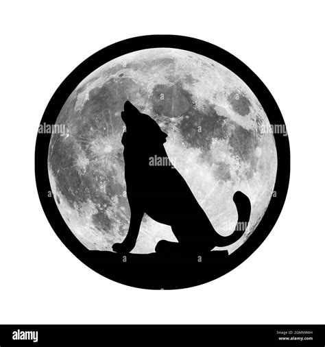 Illustration cartoon wolf howling moon Cut Out Stock Images & Pictures - Alamy