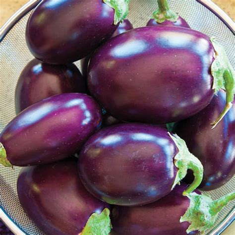 Eggplant Is A Fruit - Taka Vegetable