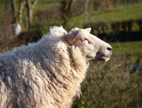 Writing to Survive: Sheep and Stress