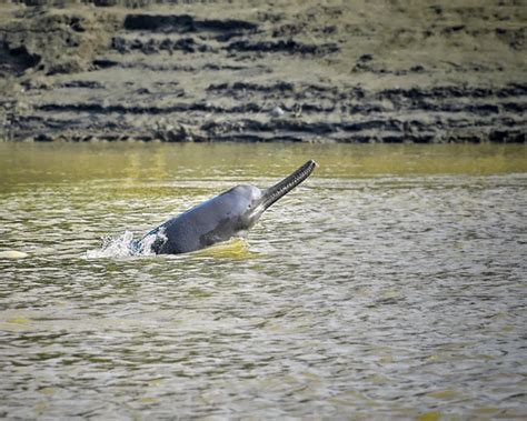 Ganges River Dolphin - Facts, Diet, Habitat & Pictures on Animalia.bio