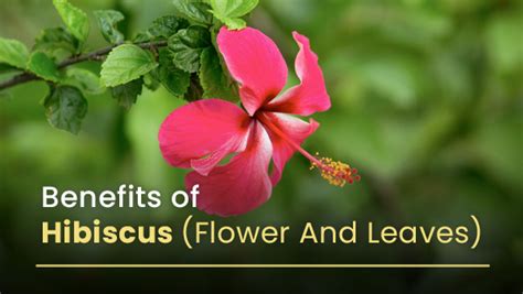 What Are The Evidence-Based Health Benefits Of Hibiscus Flower And ...