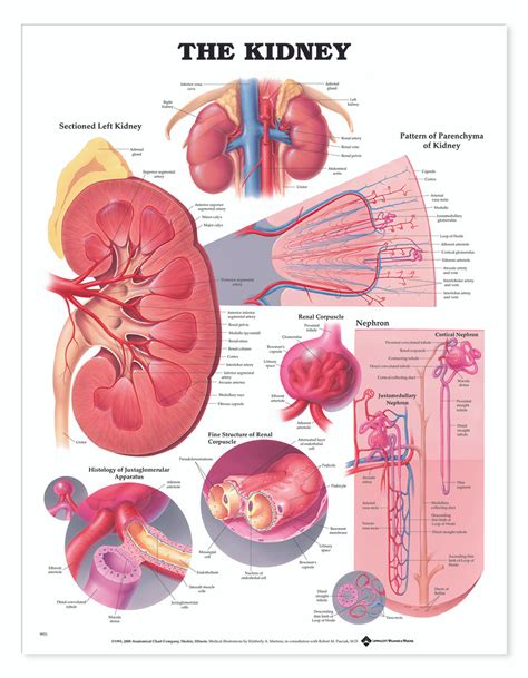 Reference Chart - Kidney - Biologyproducts.com