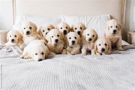 "Litter Of 11 English Cream Golden Retriever Puppies" by Stocksy Contributor "Samantha Gehrmann ...