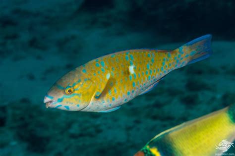 Blue-barred Parrotfish-Facts and Photographs • Seaunseen