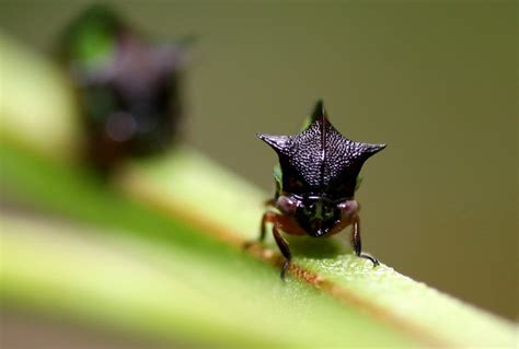 Amazon Rainforest Images: Amazon Rainforest Insects