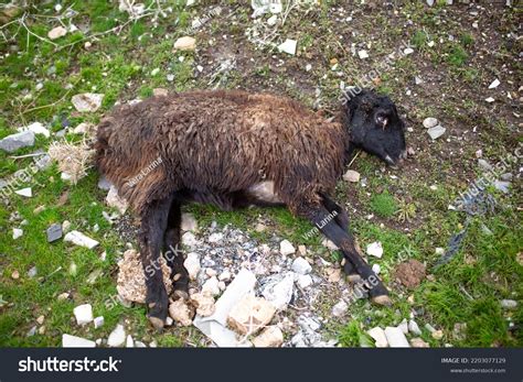 14 Anthrax Of Sheep Images, Stock Photos & Vectors | Shutterstock