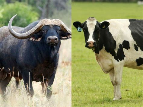 Cow And Buffalo Images Hd - All About Cow Photos