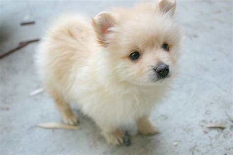 Teacup Pomeranian Husky For Sale | 1001doggy.com