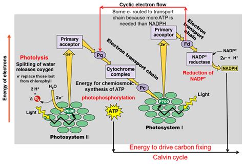 Cyclic Electron Flow Photosynthesis | My XXX Hot Girl