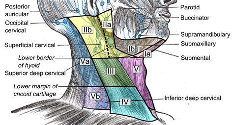 7 levels of lymph nodes in neck - hacfo