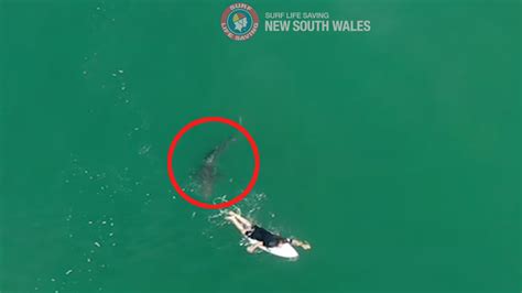 Drone warns surfer of very close encounter with 5-foot shark in ...