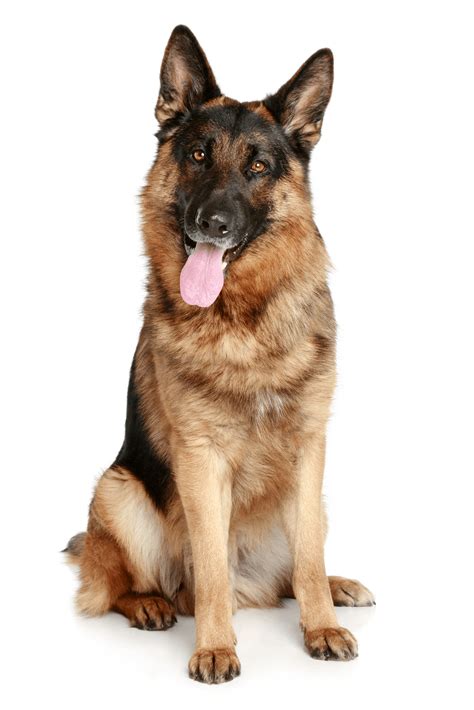 Dog HD PNG Transparent Dog HD.PNG Images. | PlusPNG