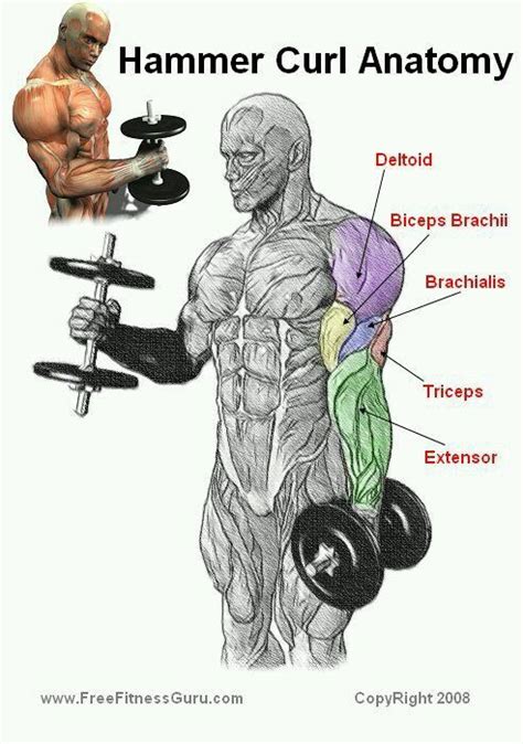 Hammer curl | Bodybuilding workouts, Exercise, Arm workout