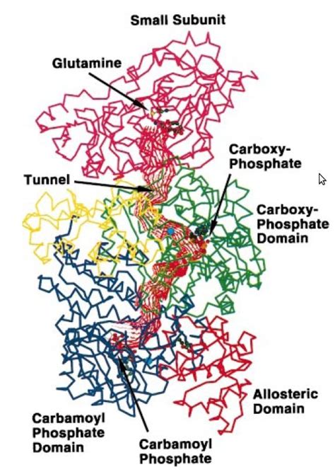 14: Carbamoyl phosphate synthase. The upper small subunit (red ...