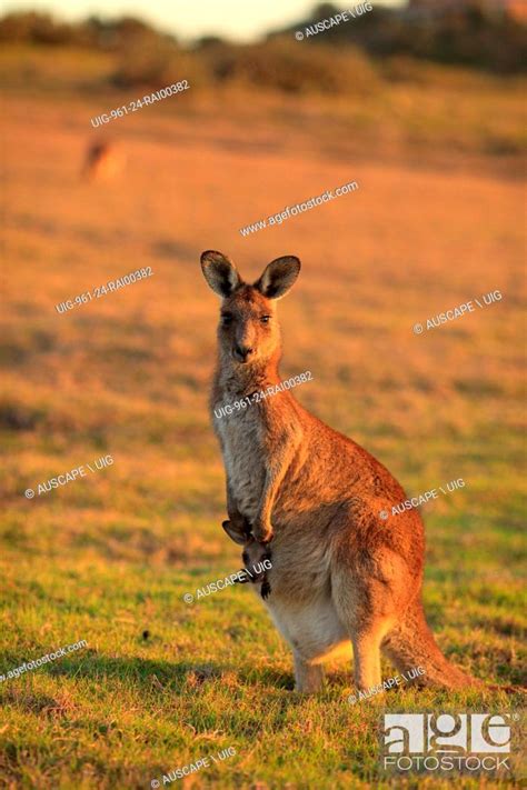 Eastern grey kangaroo, Macropus giganteus, with joey in pouch, Stock Photo, Picture And Rights ...