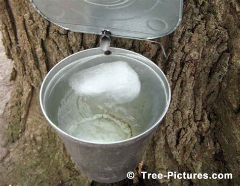 Maple Tree Sap Bucket, Tapping Maple Trees To Collect Sap which is ...