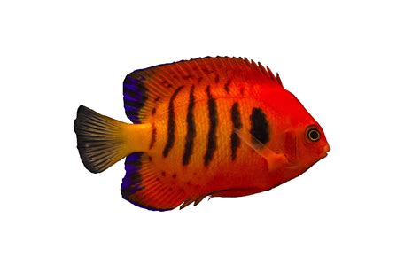 Aquarium Angelfish PNG Image File | PNG All
